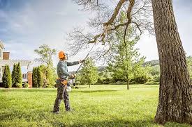 Best Tree Removal  in Sparks, GA