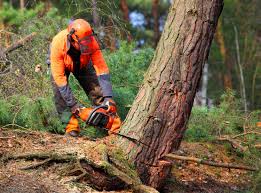 Best Stump Grinding and Removal  in Sparks, GA