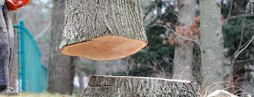 Best Tree Maintenance Programs  in Sparks, GA