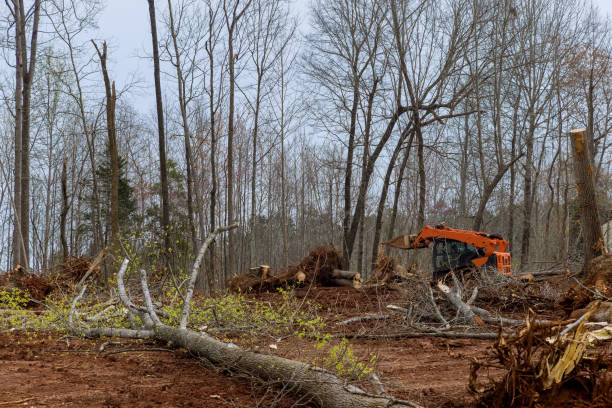 Best Hazardous Tree Removal  in Sparks, GA