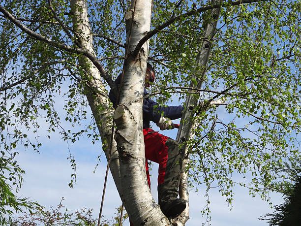 Best Hazardous Tree Removal  in Sparks, GA