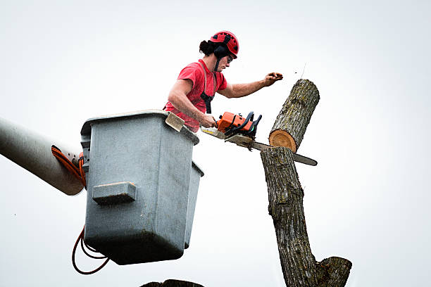 Best Fruit Tree Pruning  in Sparks, GA