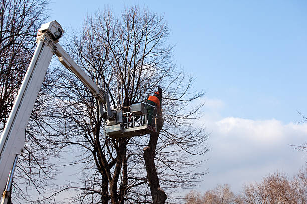Best Emergency Tree Removal  in Sparks, GA