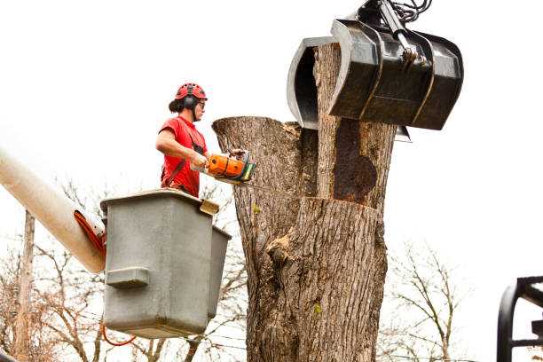 Best Firewood Processing and Delivery  in Sparks, GA